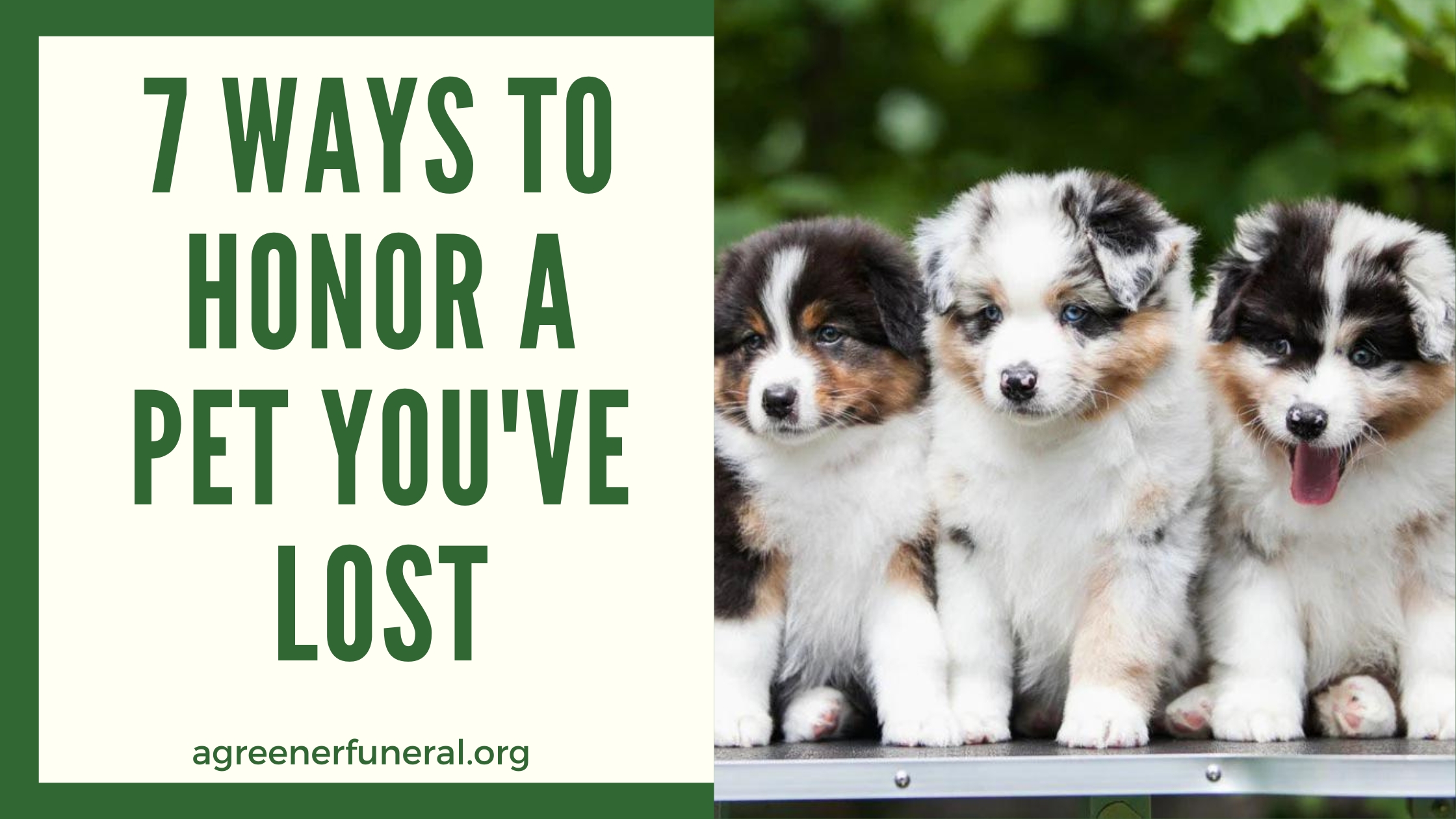 6 Ways to Honor a Pet You've Lost (1)