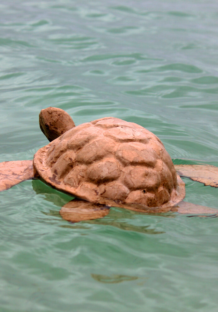 Turtle in Water